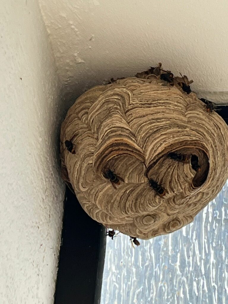 Sichtung Lampertheim Hessen Projekt Velutina